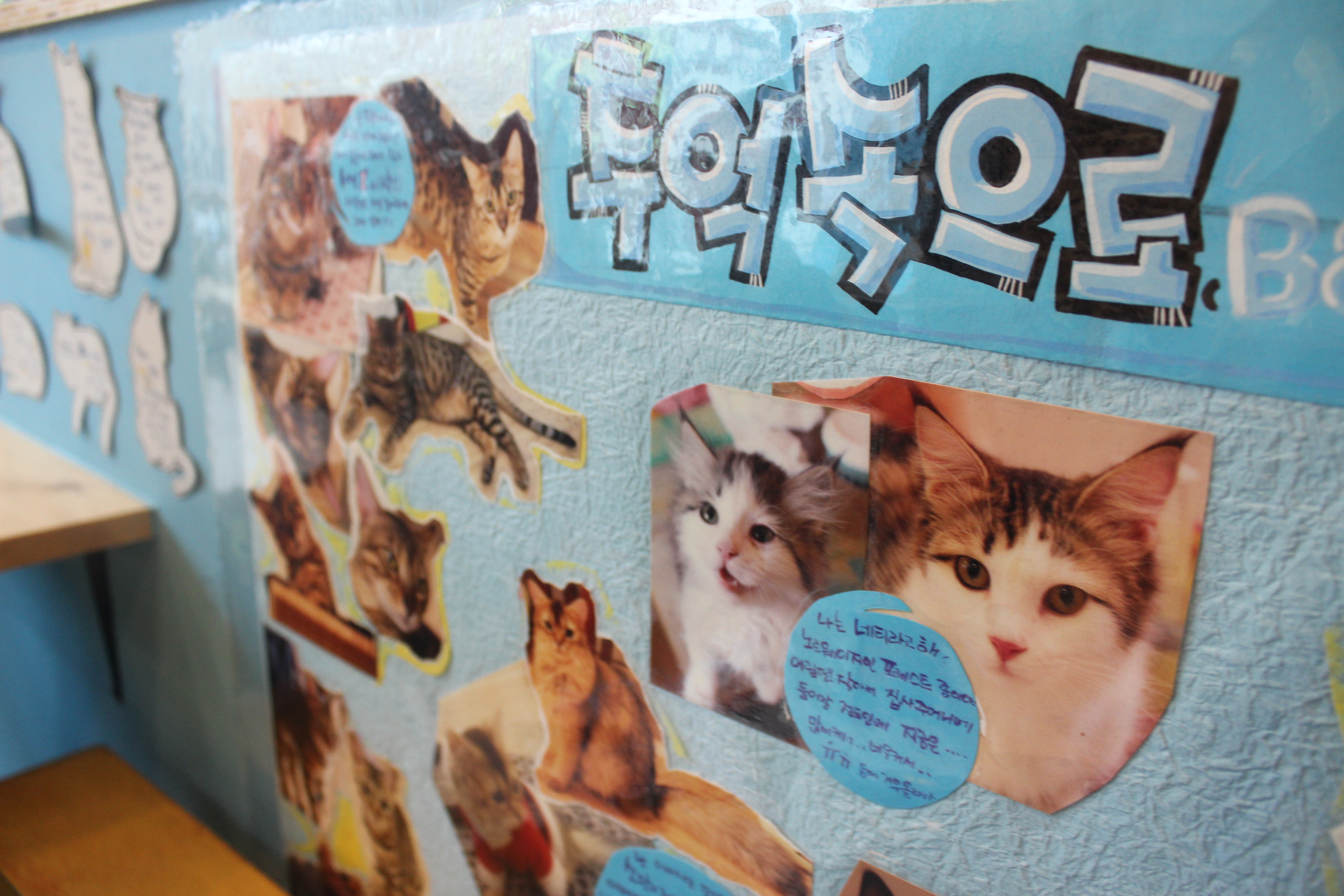 Fun facts about the cats.