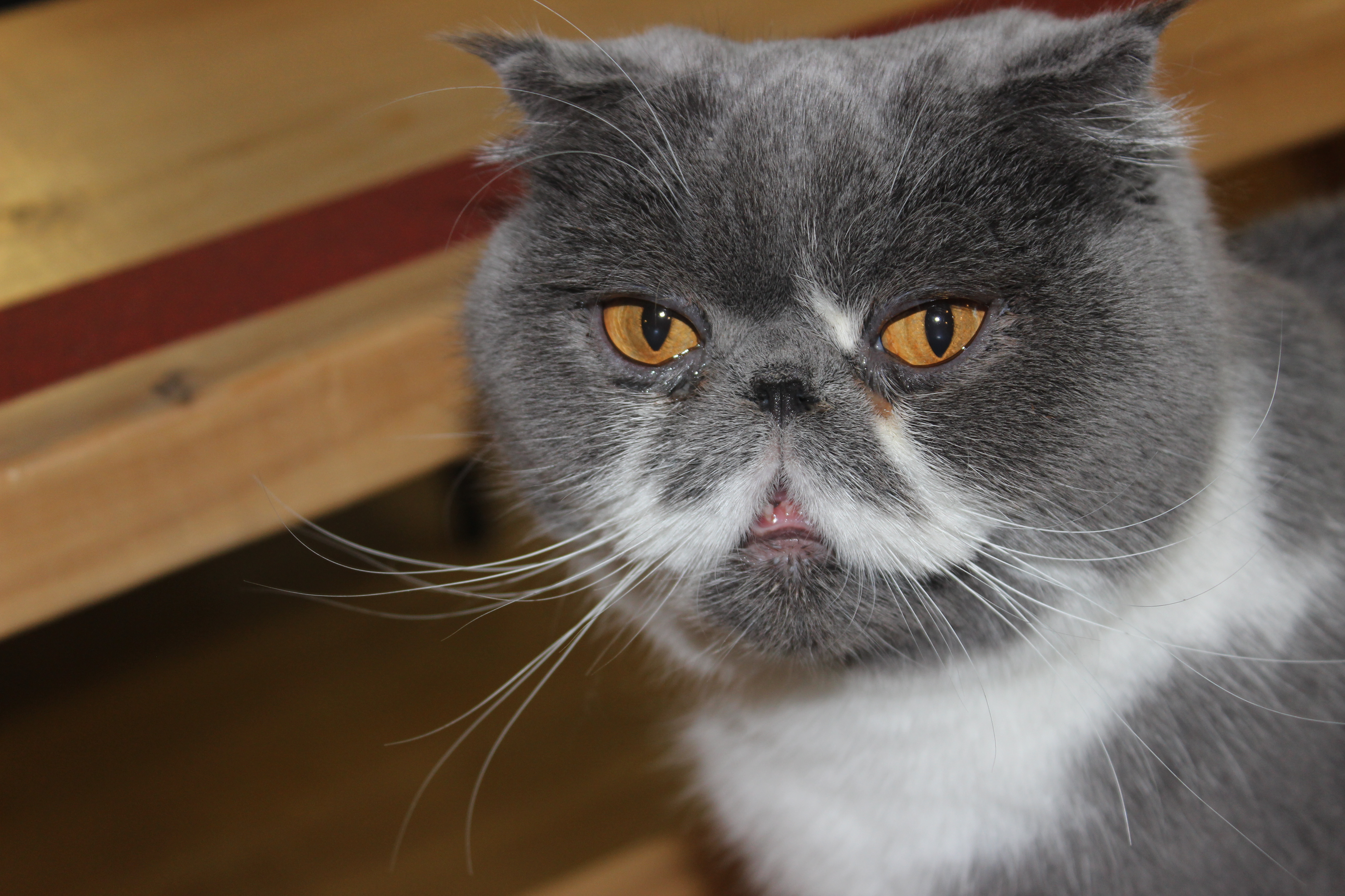 One of the most popular mugs at Cat Cafe. 