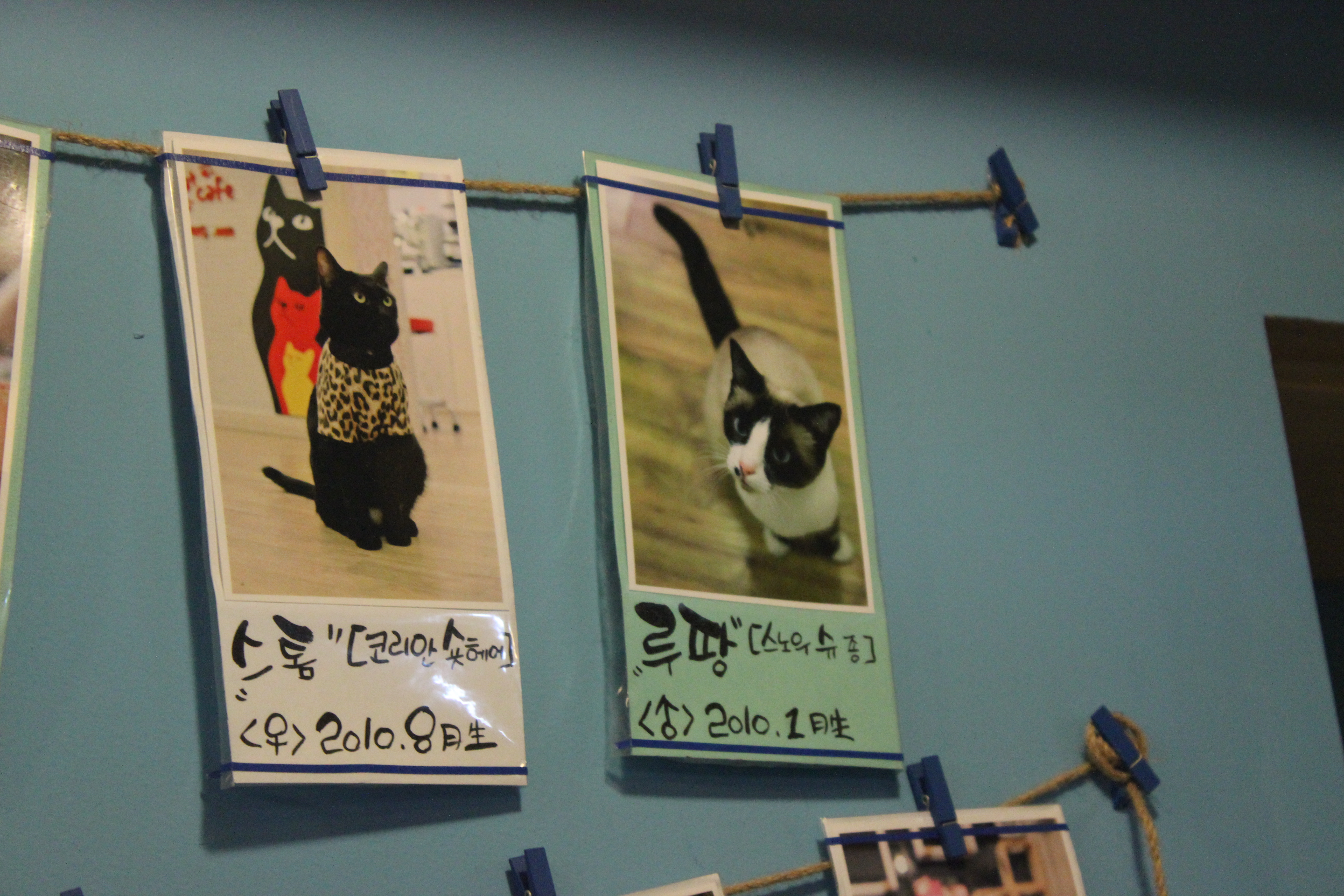 "dog tags" for cats!