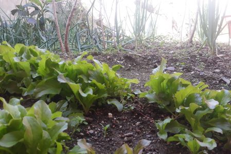 려수 집 안의 터밭