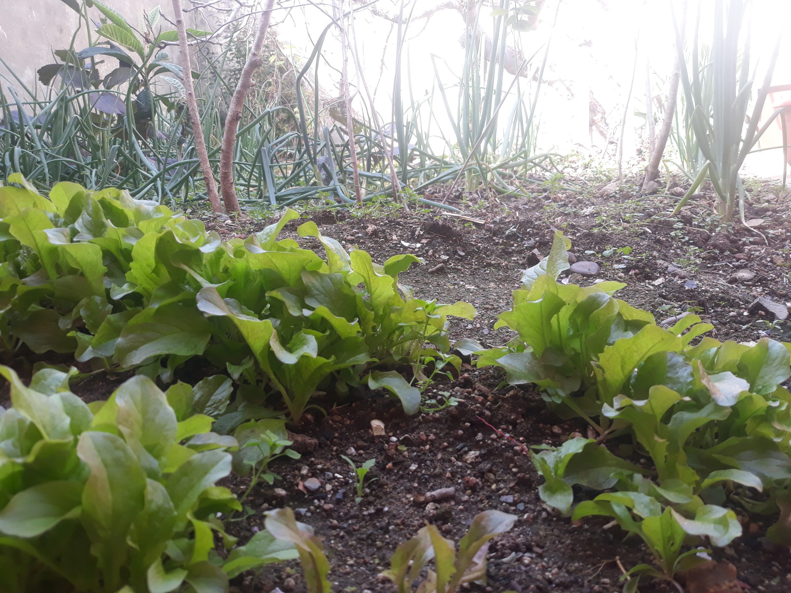 려수 집 안의 터밭