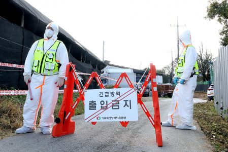 * called “럼피스킨”