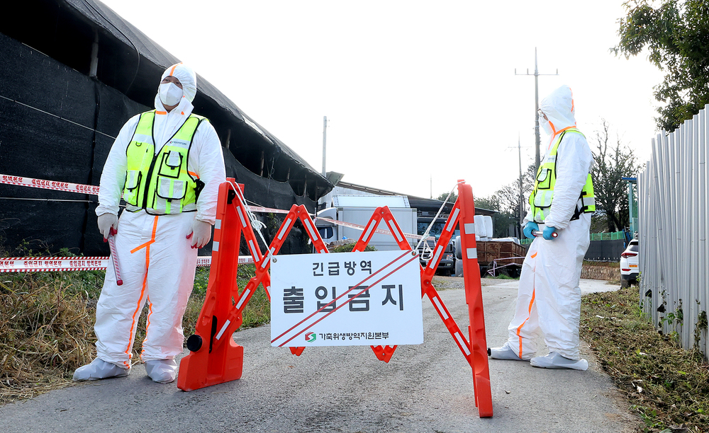 * called “럼피스킨”